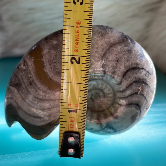 Polished ammonite fossil, appx 3” - Picture 4 of 4